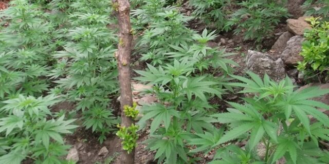 Μεσσηνία: Τουλάχιστον δύο τόνοι κάνναβης κατασχέθηκαν το 2017