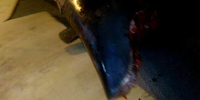 Λέσβος: Έψαχναν για μετανάστες και εντόπισαν καρχαρία