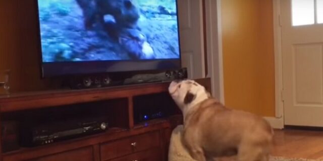 Σκύλος χαλάει κόσμο όταν αρκούδα επιτίθεται στον Λεονάρντο ντι Κάπριο