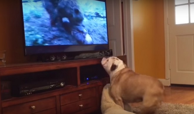 Σκύλος χαλάει κόσμο όταν αρκούδα επιτίθεται στον Λεονάρντο ντι Κάπριο
