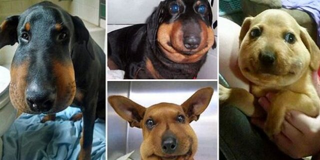 Τα λαίμαργα σκυλάκια που ‘ηττήθηκαν’ από μέλισσες