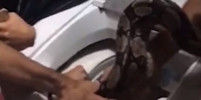 Απόλυτος τρόμος: Βόας 2 μέτρων κρυβόταν στο πλυντήριο ρούχων μιας οικογένειας