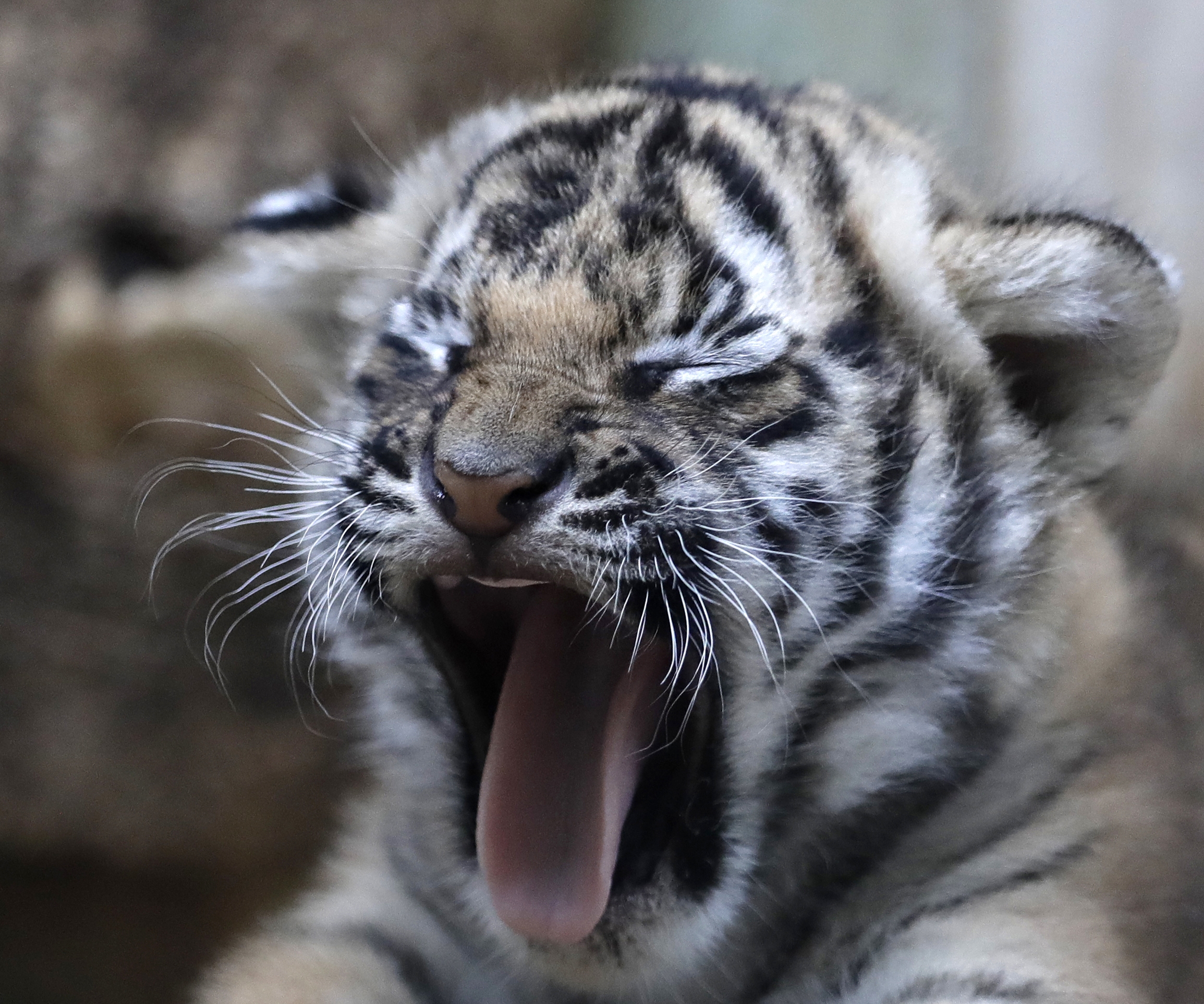 Πανικός στο Παρίσι από τίγρη που κυκλοφορούσε ελεύθερη