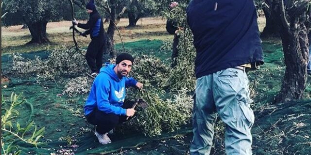 Χανταμπάκης και Πηλιάκη μαζεύουν ελιές