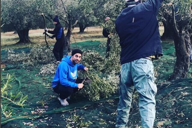 Χανταμπάκης και Πηλιάκη μαζεύουν ελιές