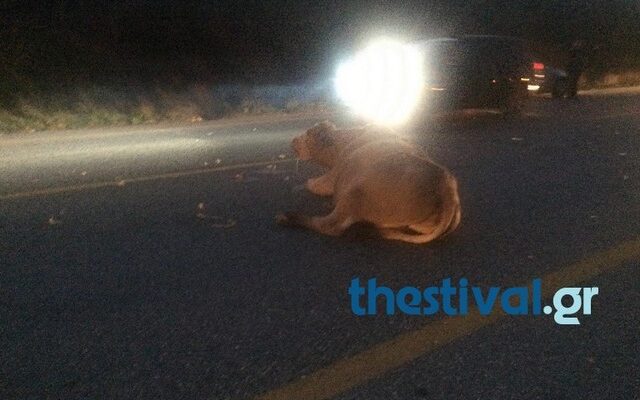 Μερσεντές συγκρούστηκε με αγελάδα στην Αριδαία