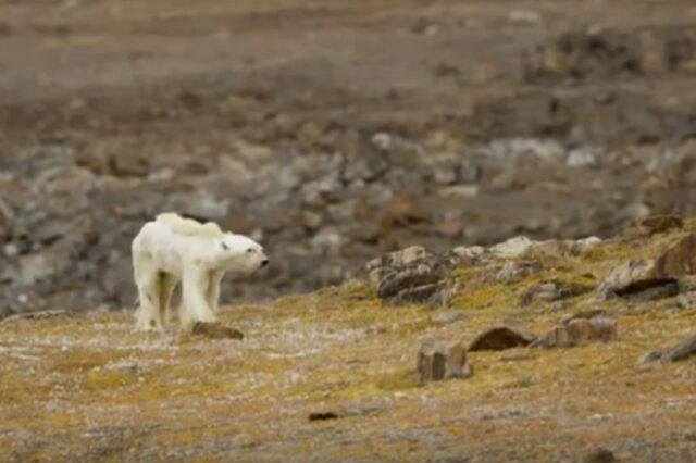 Ο αργός θάνατος μιας πολικής αρκούδας στον καιρό της κλιματικής αλλαγής