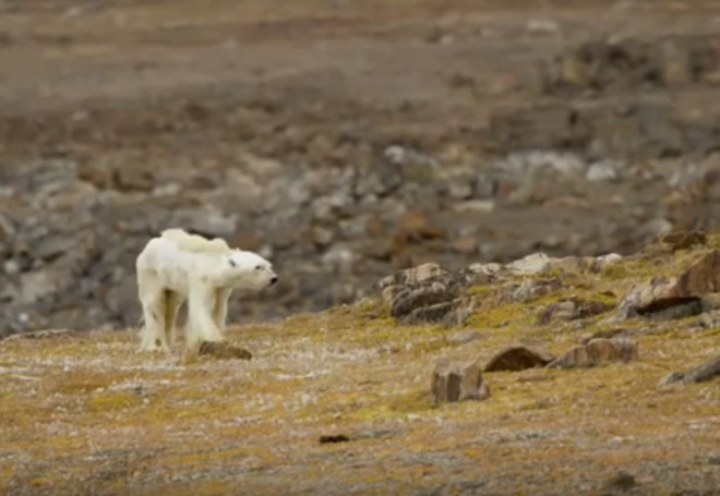 Ο αργός θάνατος μιας πολικής αρκούδας στον καιρό της κλιματικής αλλαγής
