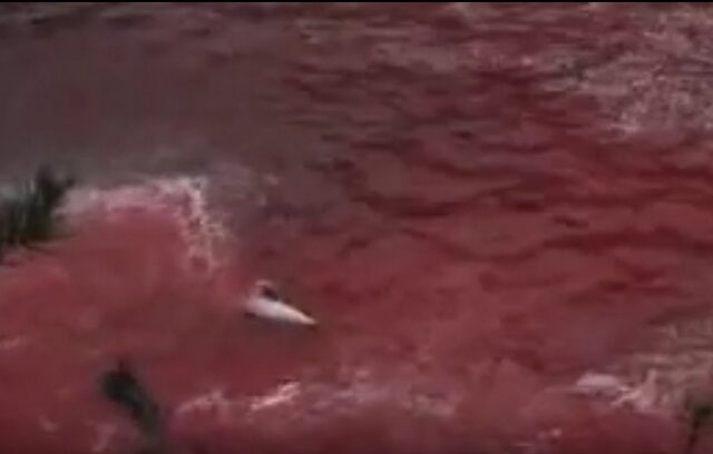 ‘Δεν ντρέπονται’ λένε ακόμα και σήμερα οι σφαγείς δελφινιών στην Ιαπωνία