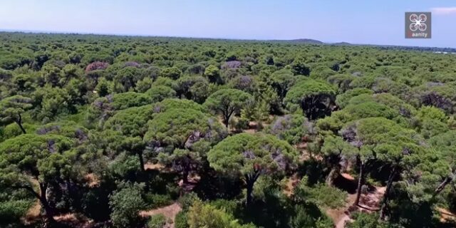 Το μαγευτικό δάσος όπου ‘γεννιούνται’ οι ελληνικές φράουλες