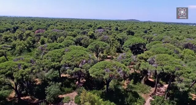 Το μαγευτικό δάσος όπου ‘γεννιούνται’ οι ελληνικές φράουλες