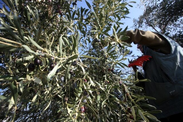 Γερμανοί έρχονται στην Κρήτη για να μαζέψουν ελιές