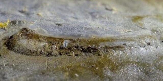 Ανακαλύφθηκε το αρχαιότερο μάτι στον κόσμο- Είναι 530 εκατ. ετών