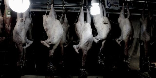 Δέσμευσαν 10 τόνους γαλοπούλας σε ψυκτική αποθήκη στον Πειραιά
