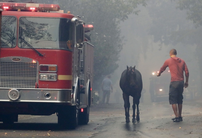 Καλιφόρνια: Ελευθέρωσαν εκατοντάδες άλογα κούρσας για να γλιτώσουν απ’ τις φλόγες