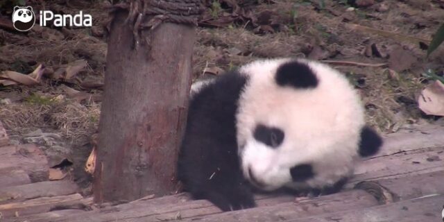 Πάντα ‘σκουντούφλης’ αδυνατεί να κρατήσει τα μάτια του ανοιχτά