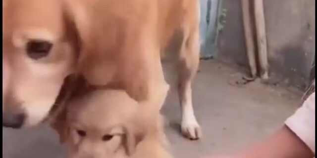 Αυτός είναι ο πιο προστατευτικός ‘σκυλο-πατέρας’