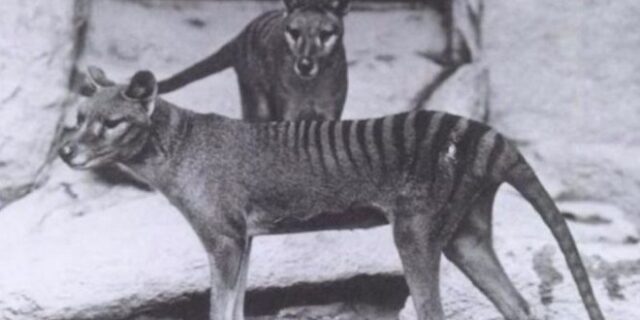 Μηχανή του Χρόνου: Ντοκουμέντα από τους τελευταίους τίγρεις της Τασμανίας που αφανίστηκαν το 1936
