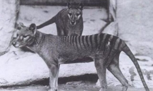 Μηχανή του Χρόνου: Ντοκουμέντα από τους τελευταίους τίγρεις της Τασμανίας που αφανίστηκαν το 1936