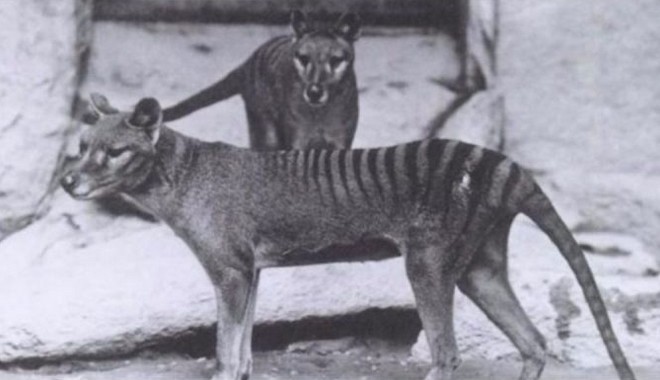Μηχανή του Χρόνου: Ντοκουμέντα από τους τελευταίους τίγρεις της Τασμανίας που αφανίστηκαν το 1936
