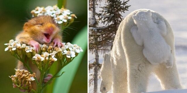 Όταν η φύση έχει κέφια: Οι 10 πιο αστείες φωτογραφίες του 2017