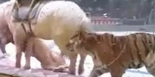Άλογο δέχεται λυσσαλέα επίθεση από λιοντάρι και τίγρη σε τσίρκο