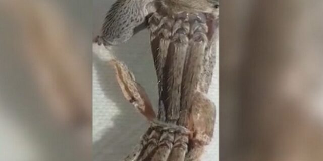 Αηδιαστικό ή μαγικό: Αράχνη αλλάζει δέρμα και κάνει πάταγο