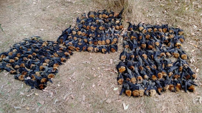 Αυστραλία: Νυχτερίδες βράζουν και πέφτουν από τον ουρανό