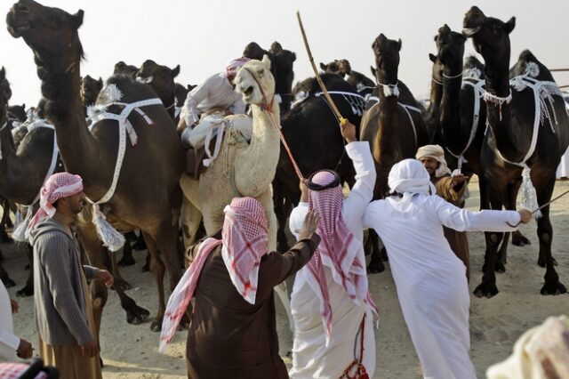 Κι όμως, απέκλεισαν καμήλες από διαγωνισμό ομορφιάς λόγω μπότοξ