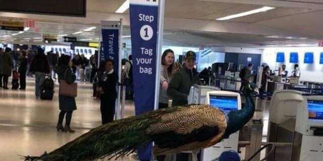 ‘Εβγαλε εισιτήριο στο παγώνι της για να πετάξει μαζί της στο αεροπλάνο