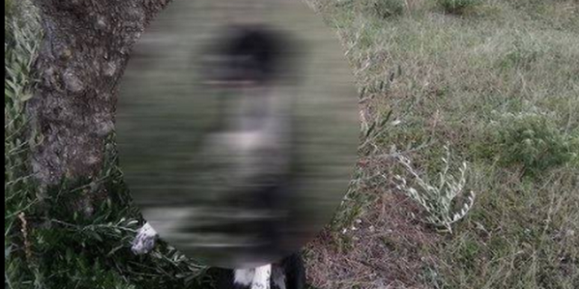 Φρίκη στην Κάρπαθο: Κρέμασαν σκύλο από ελιά