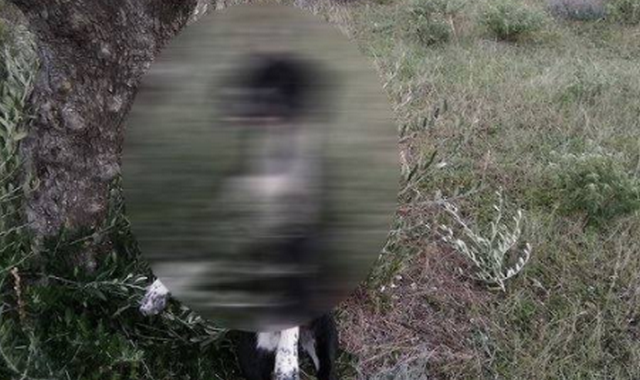 Φρίκη στην Κάρπαθο: Κρέμασαν σκύλο από ελιά