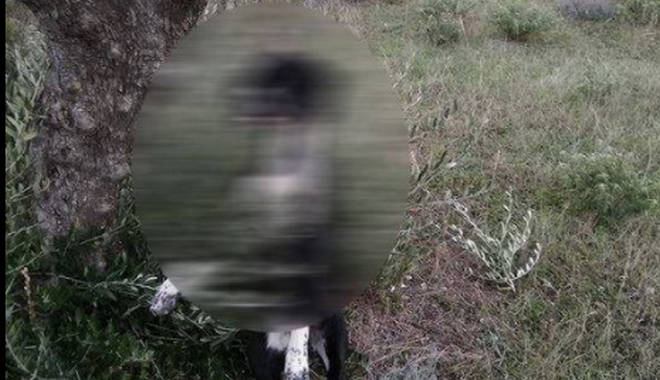 Φρίκη στην Κάρπαθο: Κρέμασαν σκύλο από ελιά