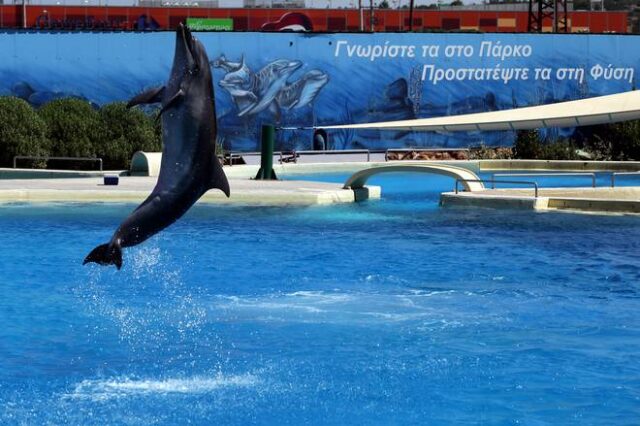 Μήνυση για την παράσταση με τα δελφίνια – Τι απαντά το Αττικό Πάρκο