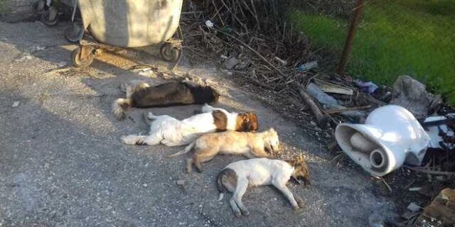 Εικόνες φρίκης στη Ζαχάρω – Δηλητηρίασαν τέσσερα αδέσποτα