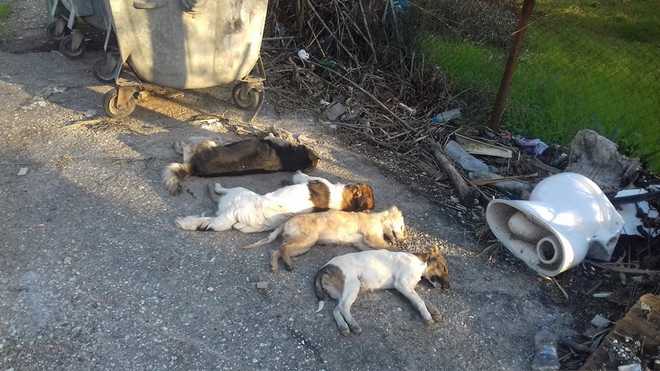 Εικόνες φρίκης στη Ζαχάρω – Δηλητηρίασαν τέσσερα αδέσποτα