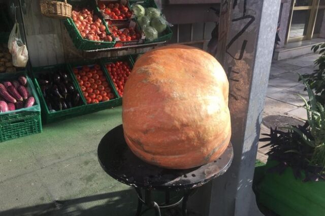 Κολοκύθα γίγας φύτρωσε στα Χανιά