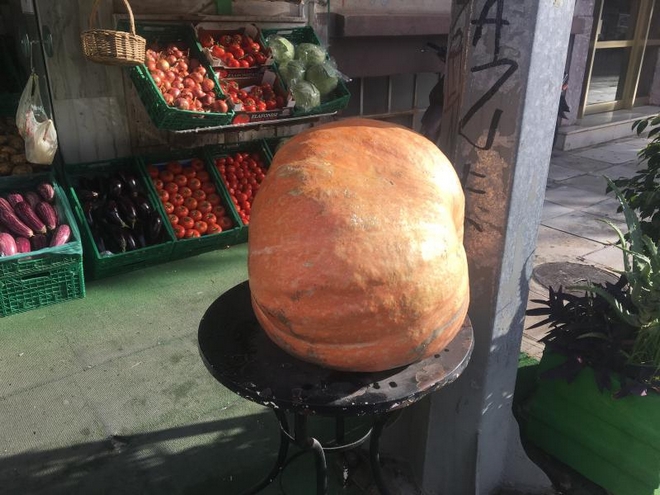 Κολοκύθα γίγας φύτρωσε στα Χανιά