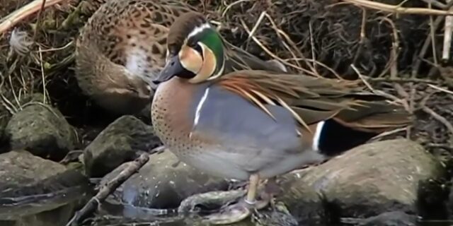 Μια θρυλική πάπια εμφανίστηκε σε πάρκο του Πεκίνου