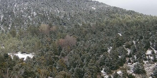 Χιονίζει στην Πάρνηθα – Εικόνες απ’ το Μπάφι