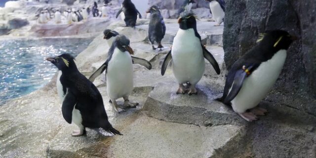 Καναδάς: ‘Φυγάδευσαν’ μέχρι και τους πιγκουίνους λόγω του πολικού ψύχους