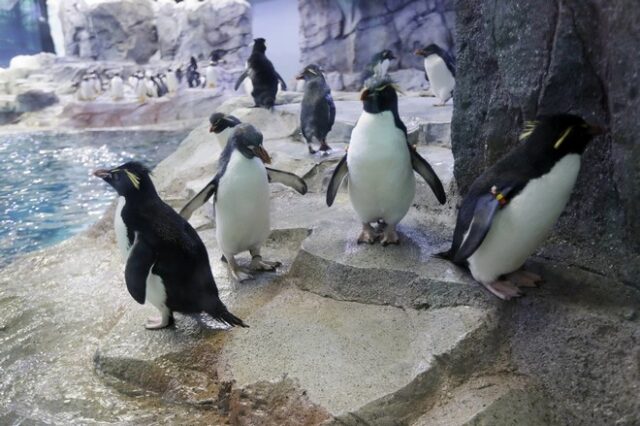 Καναδάς: ‘Φυγάδευσαν’ μέχρι και τους πιγκουίνους λόγω του πολικού ψύχους