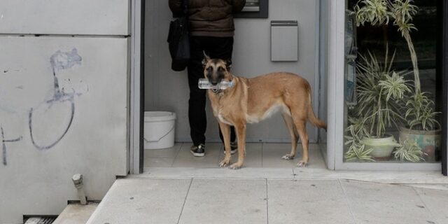 Χάδι για τα ζώα, χαστούκι για τους ασυνείδητους ιδιοκτήτες