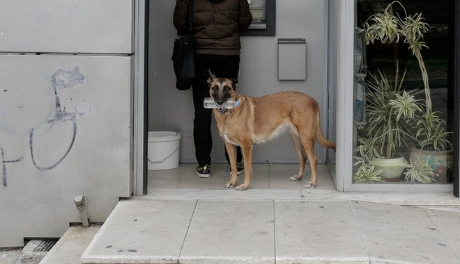 Χάδι για τα ζώα, χαστούκι για τους ασυνείδητους ιδιοκτήτες
