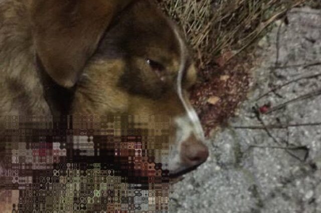 Πάτρα: Σκότωσαν σκύλο με κυνηγετική καραμπίνα