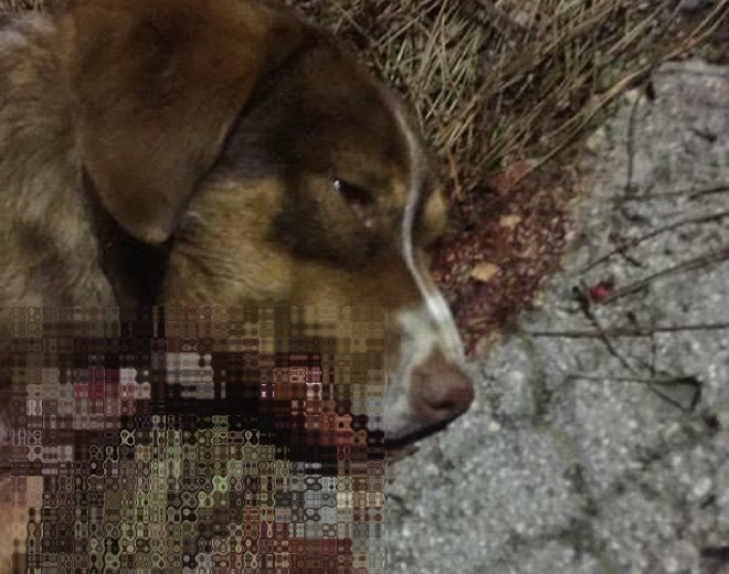 Πάτρα: Σκότωσαν σκύλο με κυνηγετική καραμπίνα