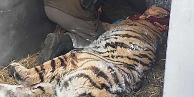 Τίγρης κατέφυγε σε χωριό ‘ζητώντας’ οδοντίατρο