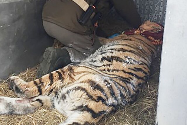 Τίγρης κατέφυγε σε χωριό ‘ζητώντας’ οδοντίατρο