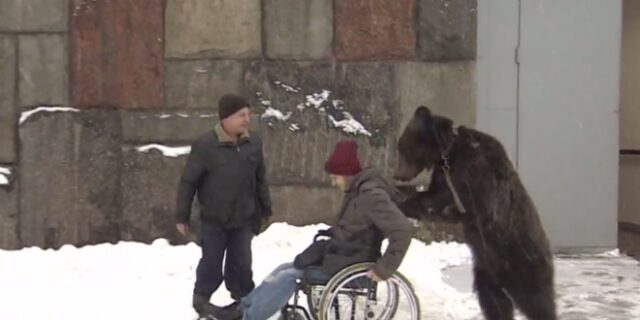 Απίστευτο βίντεο: Αρκούδα σπρώχνει τον καθηλωμένο σε καροτσάκι εκπαιδευτή της