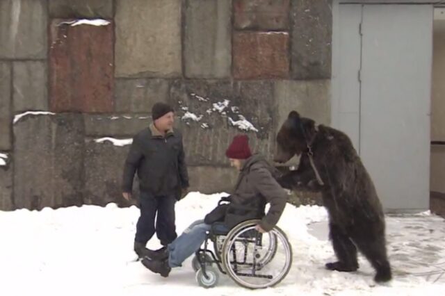 Απίστευτο βίντεο: Αρκούδα σπρώχνει τον καθηλωμένο σε καροτσάκι εκπαιδευτή της
